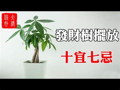 發財樹開花 風水|發財樹的風水學「擺放禁忌、寓意、送禮」